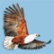 The ROBERTS MULTIMEDIA BIRDS OF SOUTHERN AFRICA iOS EDITION is a comprehensive and interactive application that combines multimedia data on 968 Southern African bird species with seven interactive modules for every aspect of mobile birding*