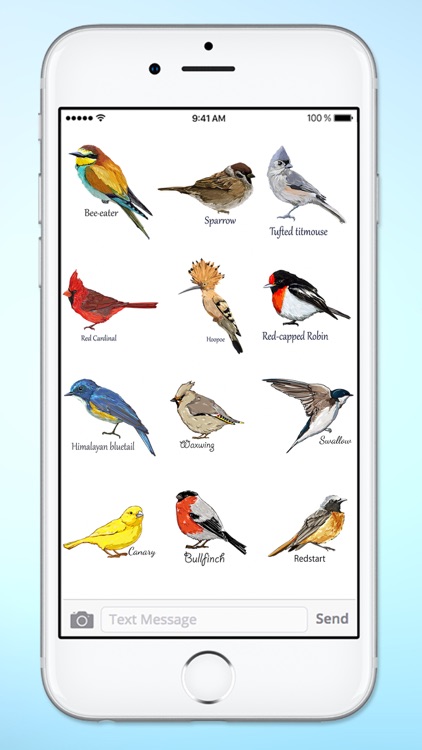 Bird Watching Hand Drawn Birds