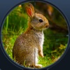 Jungle Rabbit Hunting 3D pro-Extreme Hunter 2017