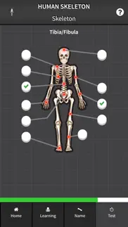 human skeleton: bones for beginners problems & solutions and troubleshooting guide - 2