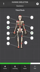 Human Skeleton: Bones for beginners screenshot #2 for iPhone