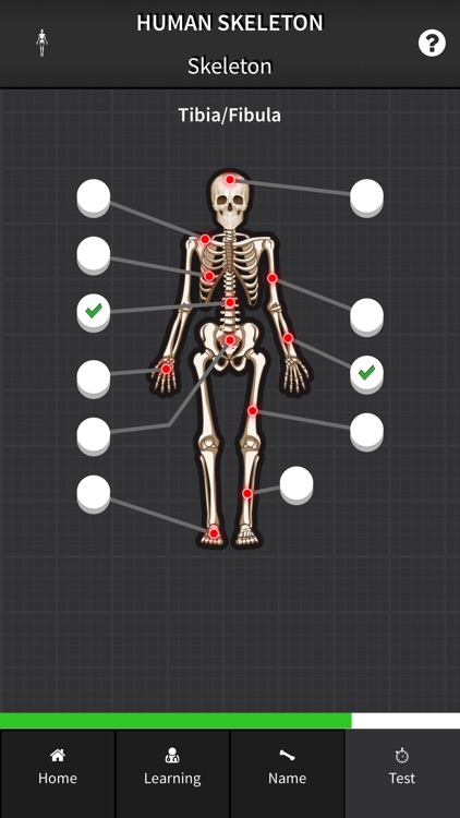 Human Skeleton: Bones for beginners