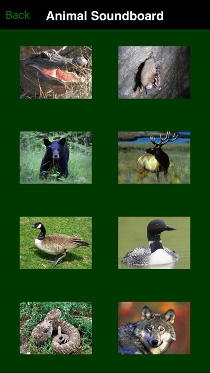 Funny Animals Catalog and Animal Soundboard