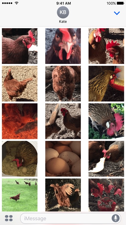 Chicken GIFs