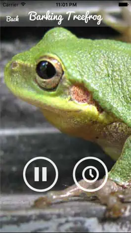 Game screenshot Frog  Sounds - Toad, Greenhouse Frog hack