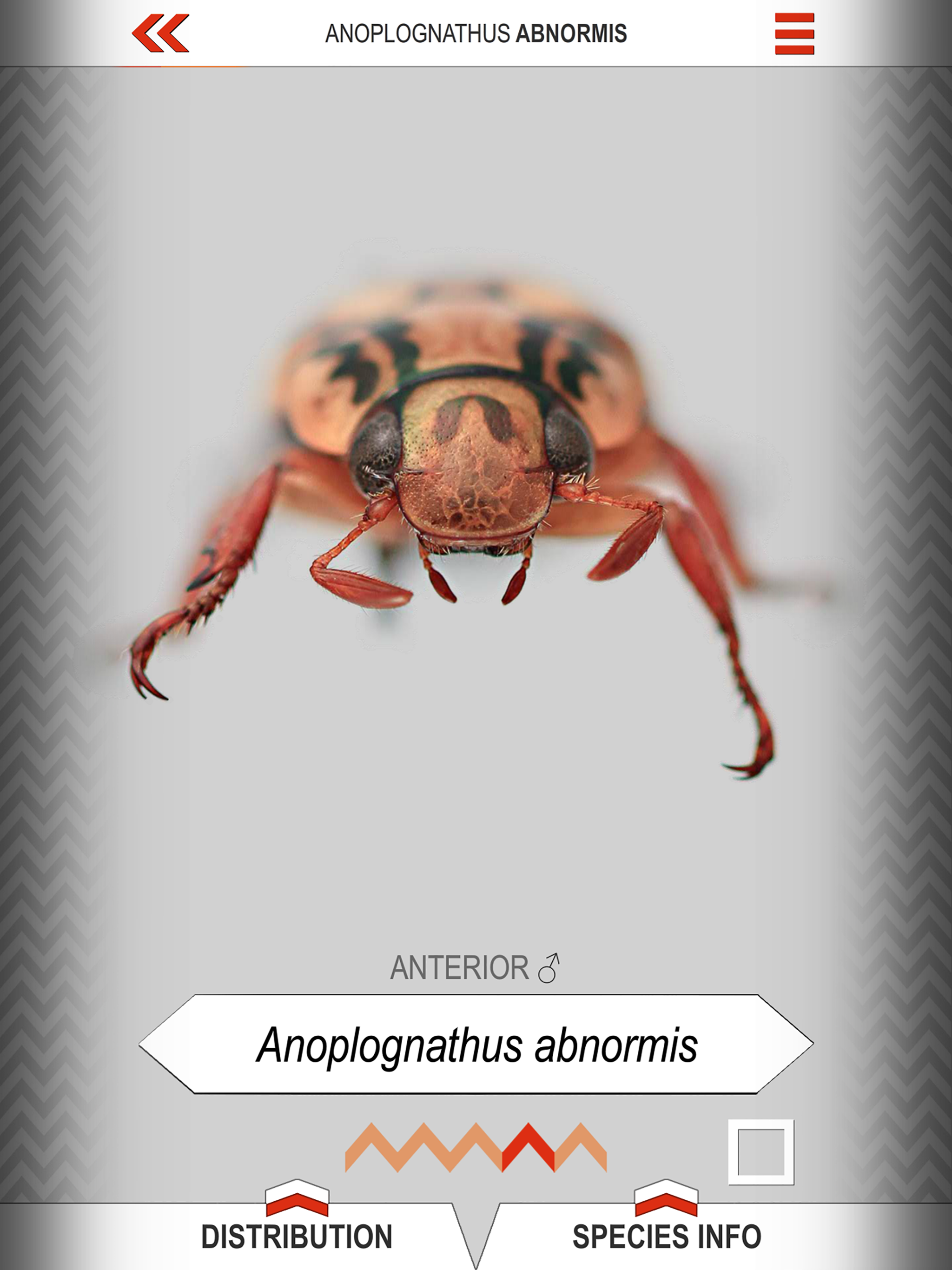 Xmas Beetle ID Guide