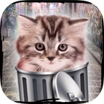 Hello cute cats – Kittens in the world and cat game