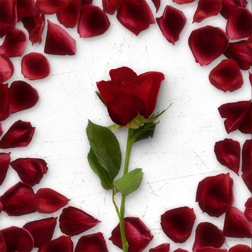 Flower Greetings Red Roses