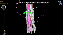 Game screenshot Anatomy Ninja Lower Limb mod apk