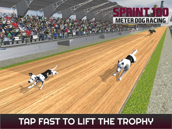 100 メートルの犬のレースのスプリント: 犬のレース トラックでのおすすめ画像2