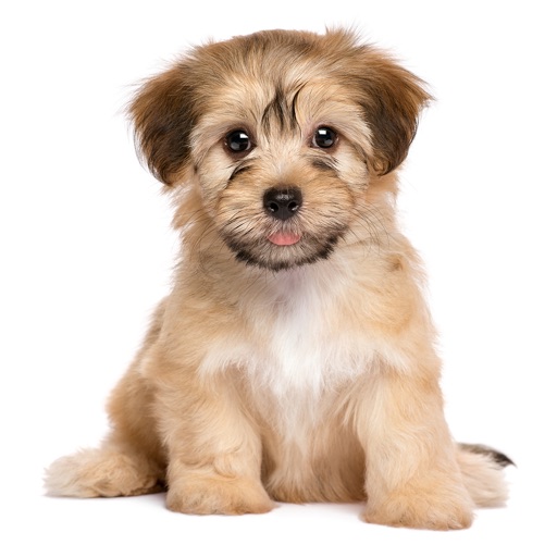 わんこライフ : 可愛いわんちゃんを育てる犬の育成パズルゲーム