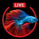 Aquarium Live HD Wallpapers for Lock Screen