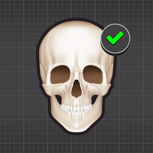 Human Skeleton: Bones for beginners icon