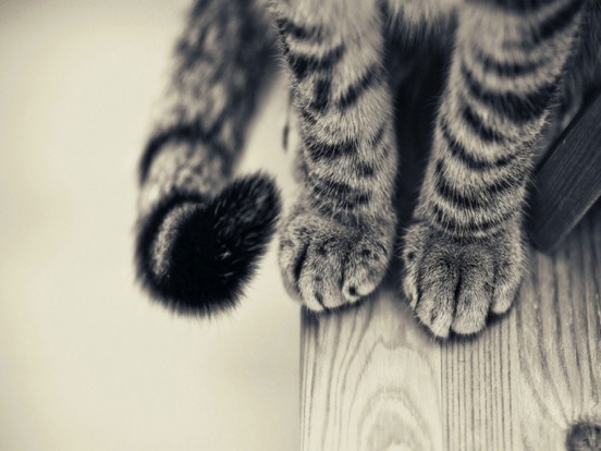 Screenshot #4 pour Cat Wallpaper Top HD