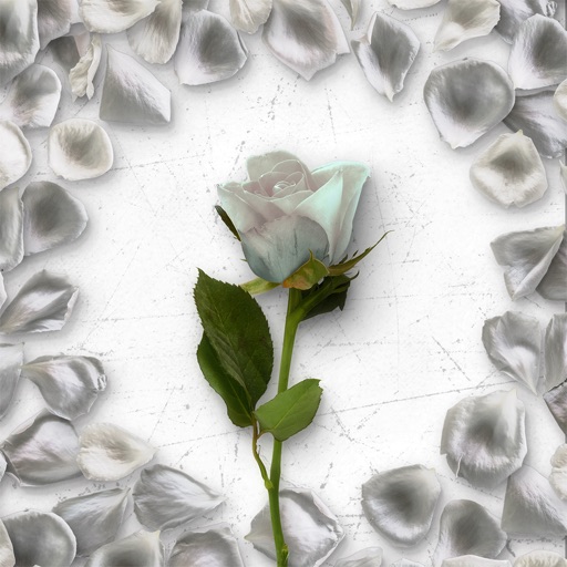 Flower Greetings White Roses icon