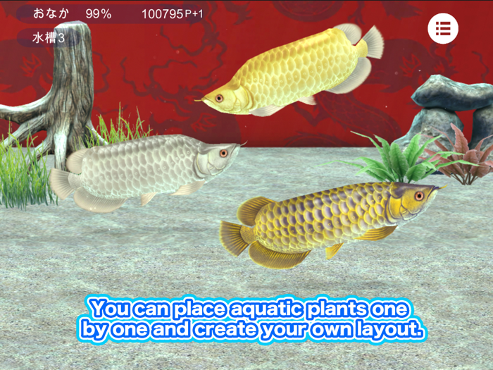 My Asian arowana Aquarium