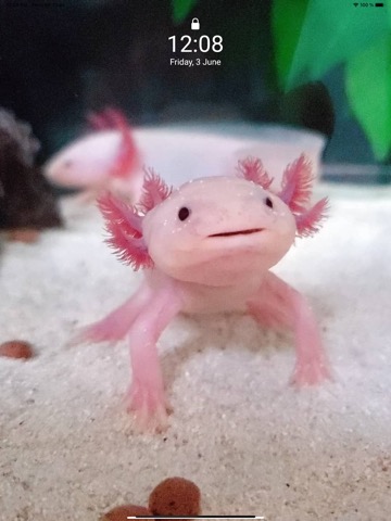 Cute Axolotl - Wallpapers.のおすすめ画像3