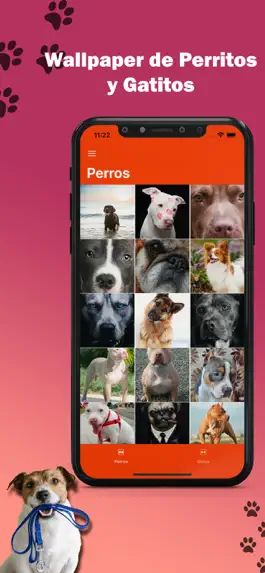 Game screenshot Imagenes Perros y Gatos mod apk