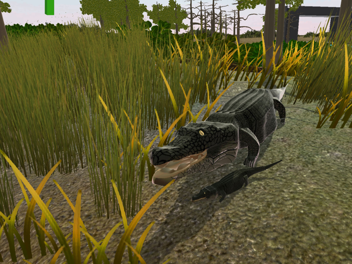 Everglades presented by MAGIC