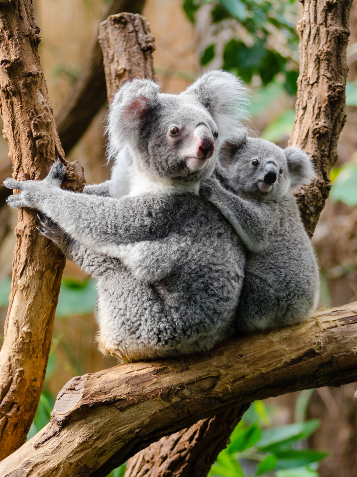 Australia Backgrounds