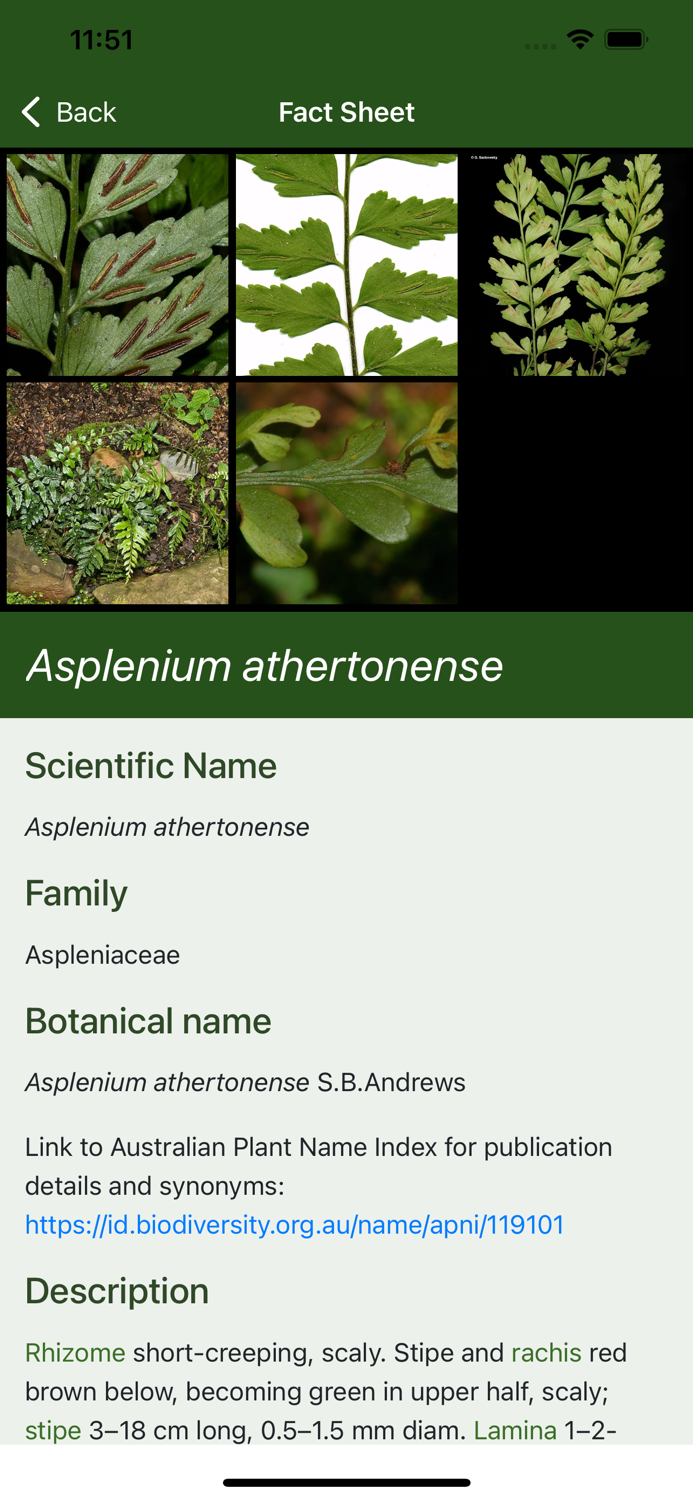 Australian Tropical Ferns