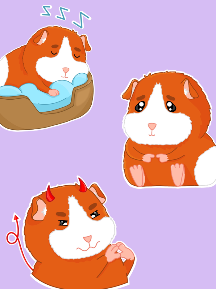 Cute Guinea Piggy