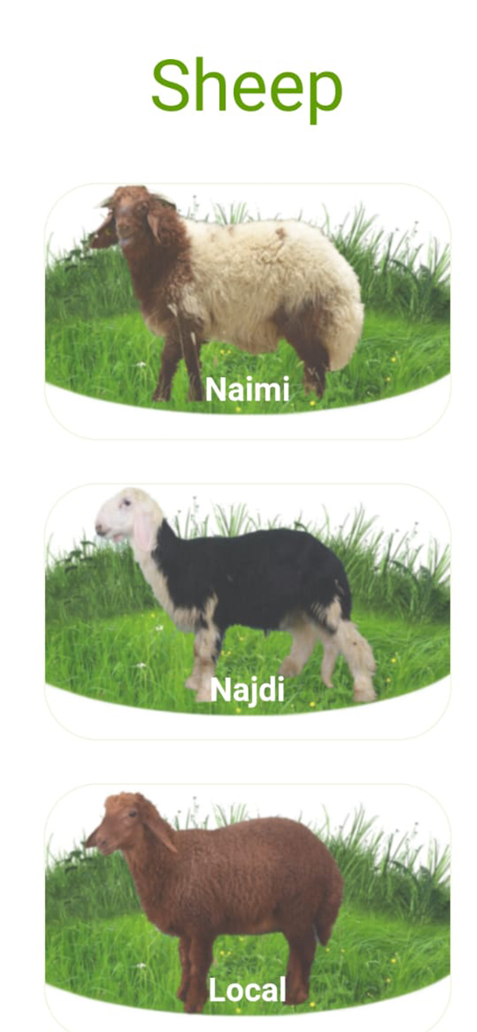 Zabayeh AlJazeeraذبائح الجزيرة