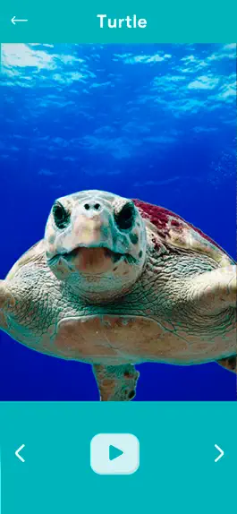 Game screenshot Animal Sounds Education Game hack