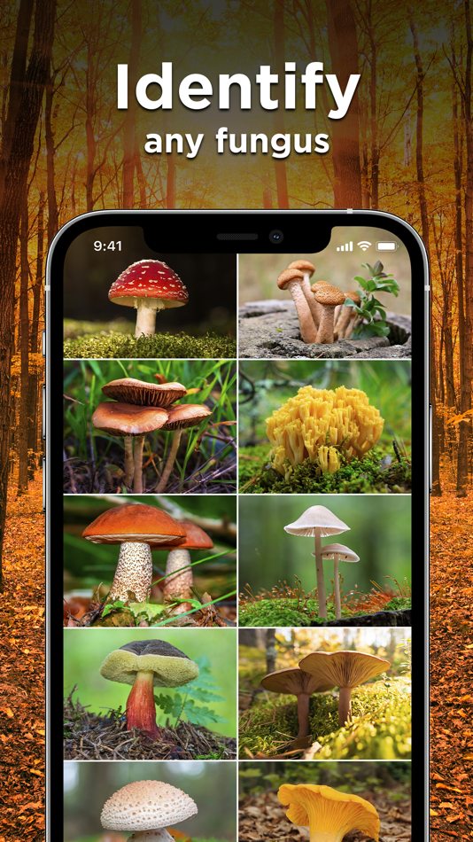 #2. Mushroom Identifier: Photo ID (iOS) 由: Picture & Photo Identifier Company LTD