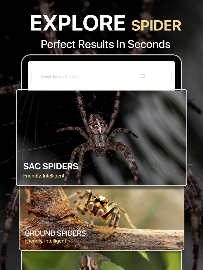 Spiders Identifier by Photo ID