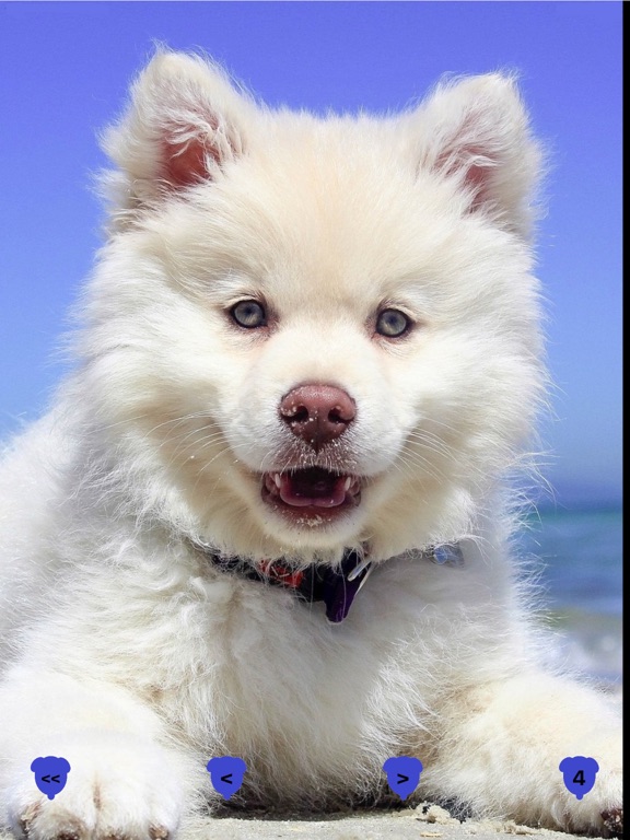 Screenshot #6 pour dog gone pro