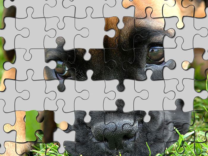 Puzzler Puppies