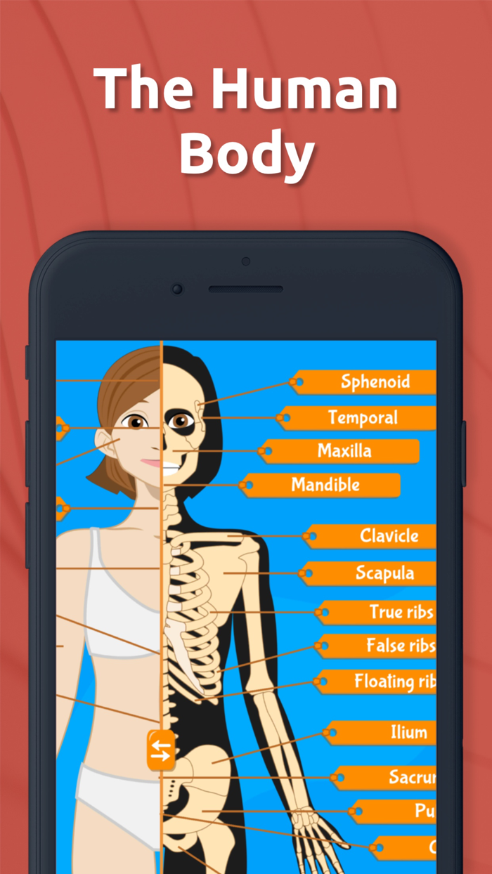 Anatomix - Human Body Game