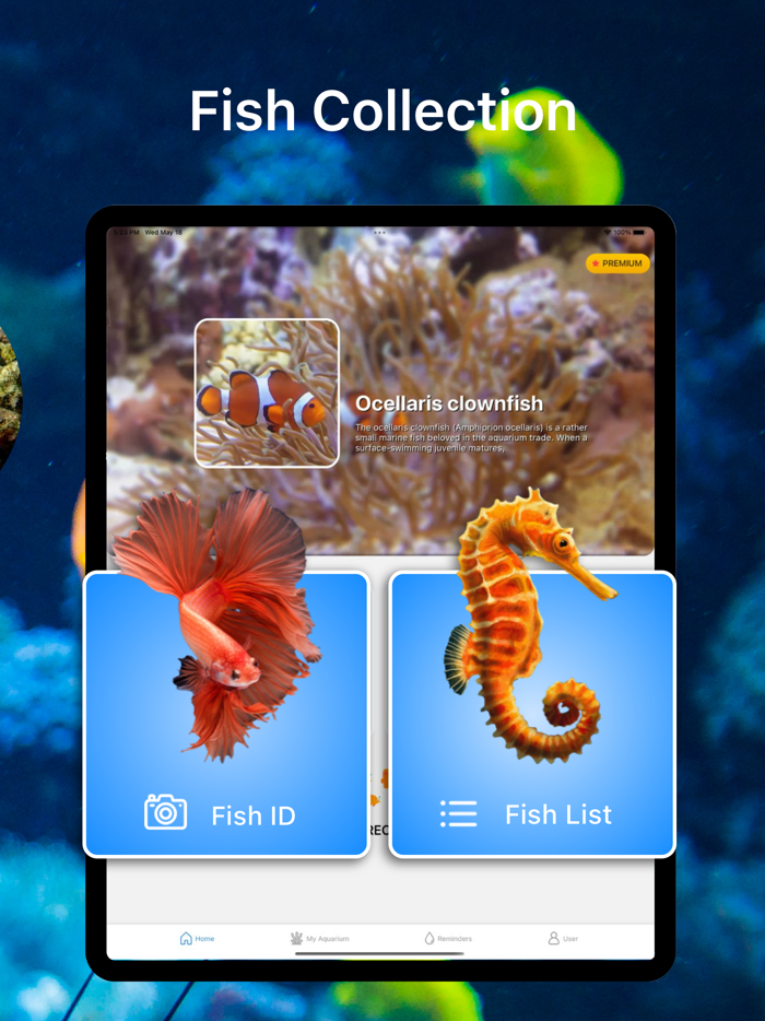 Fish Identification - Fish ID