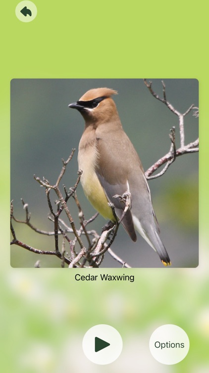 Chirp! Bird Songs Canada screenshot-6