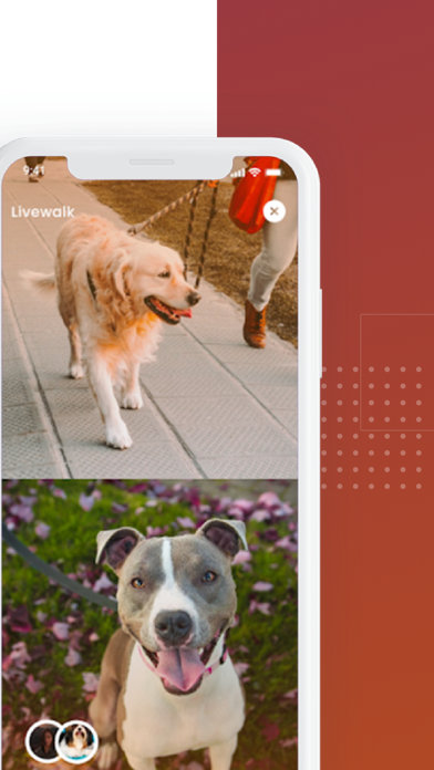 The Pet Society Screenshot