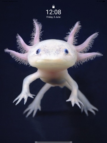 Cute Axolotl - Wallpapers.のおすすめ画像2