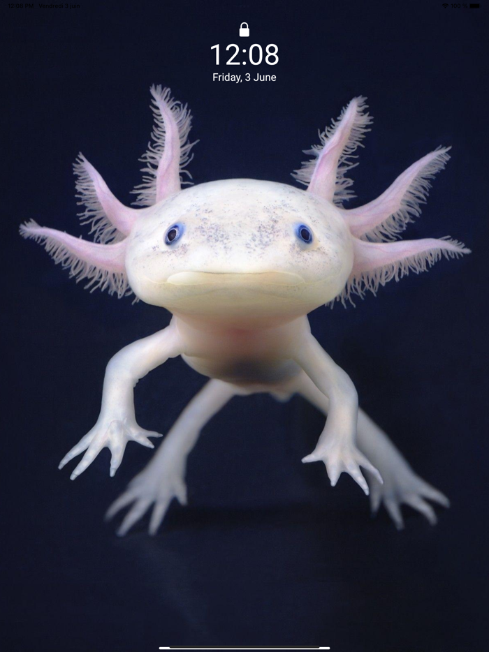 Cute Axolotl - Wallpapers.