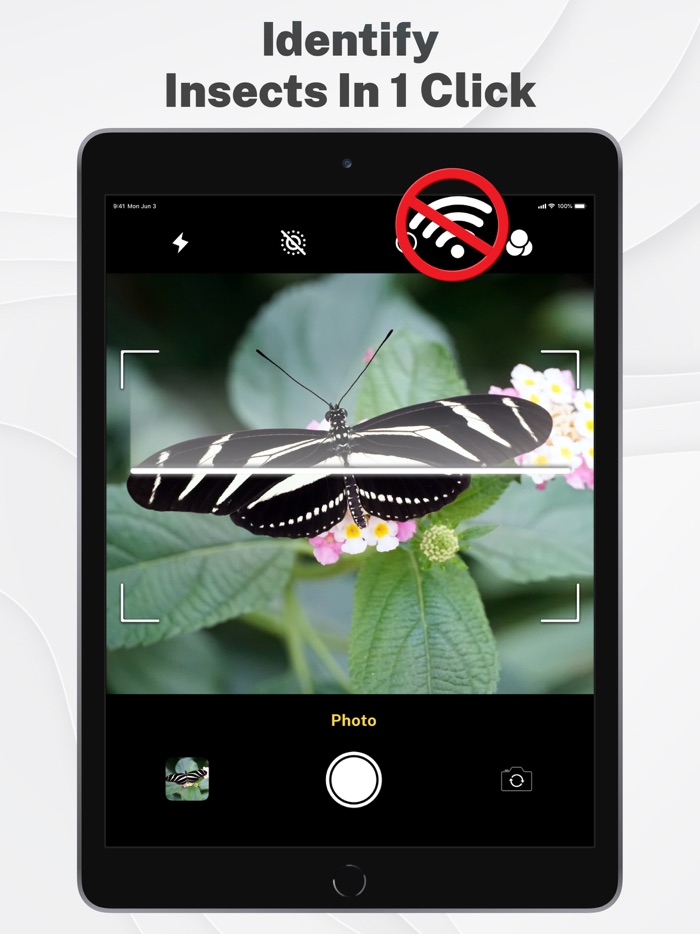 Insects and Bugs Identifier ID