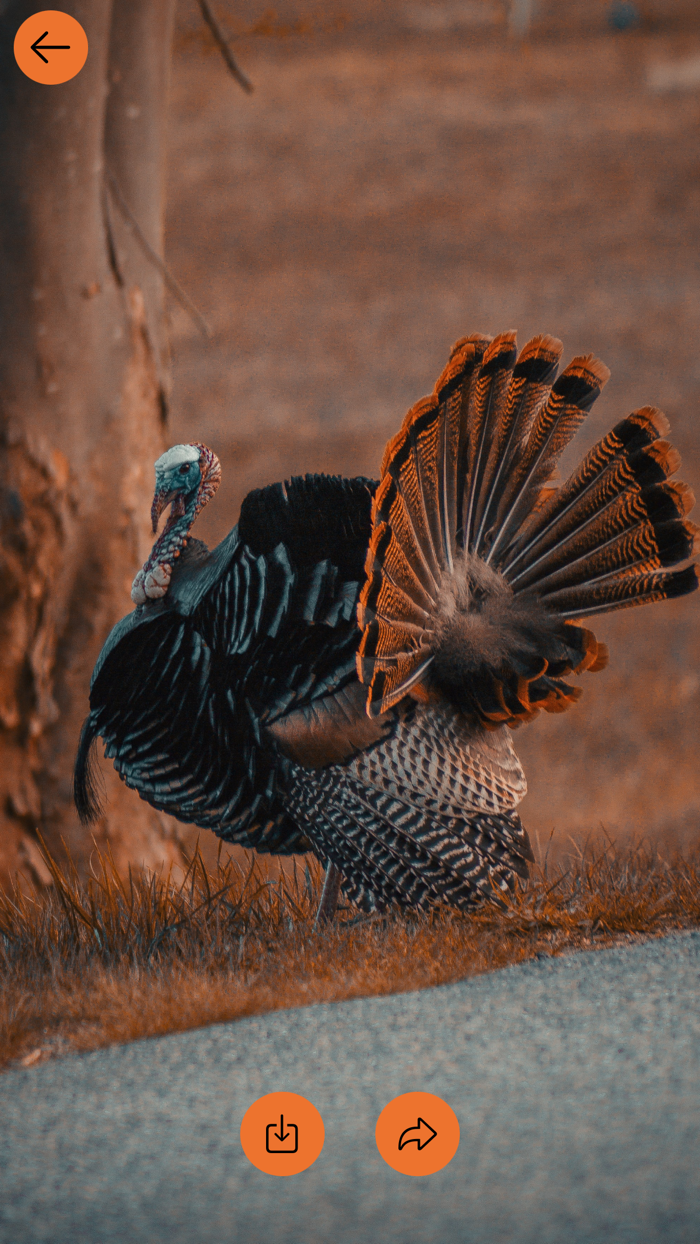 Thanksgiving Day 2023 Images