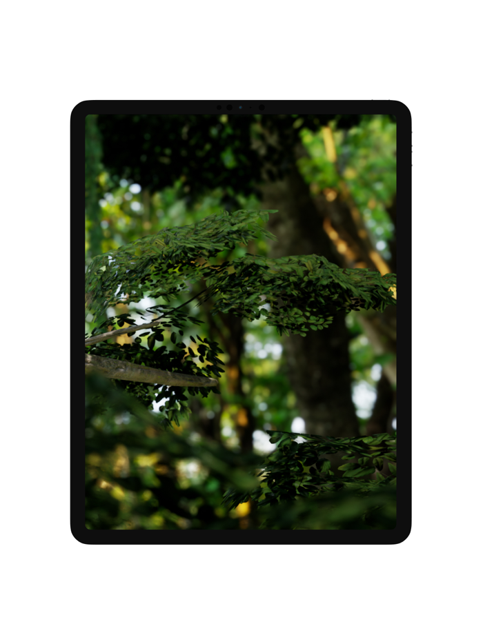 Meet a tree kangaroo