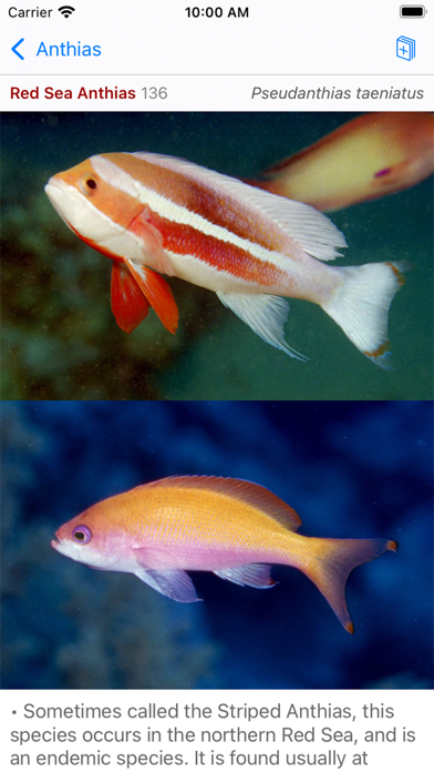 Red Sea Fish IDのおすすめ画像4