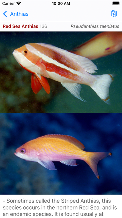 Red Sea Fish ID Screenshot