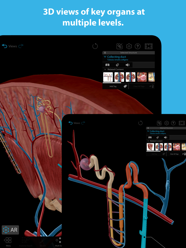 ‎Captura de tela do Atlas de Anatomia Humana 2024