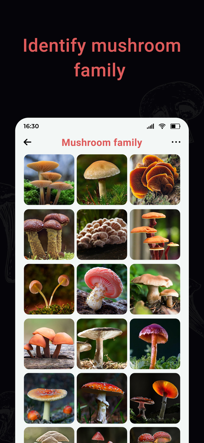 USA Mushroom Identification