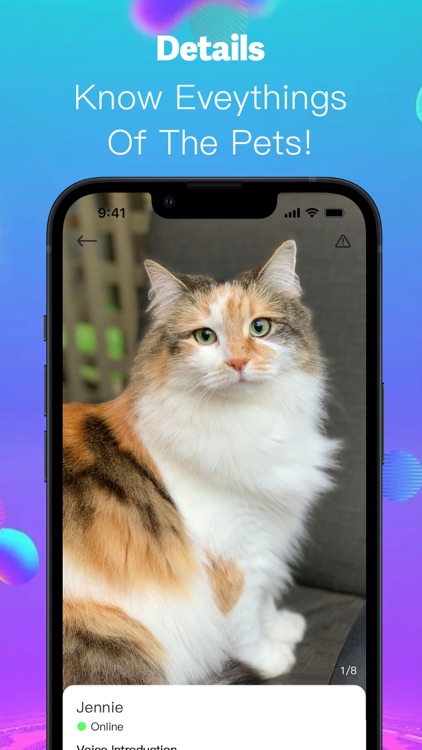 KittyKorner -  Adopt & Breed