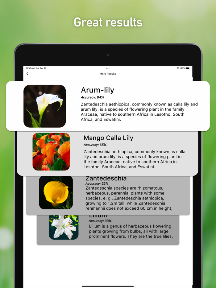 Bug Identifier Spider Insect