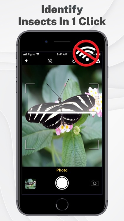 Insects & Bugs Identifier ID