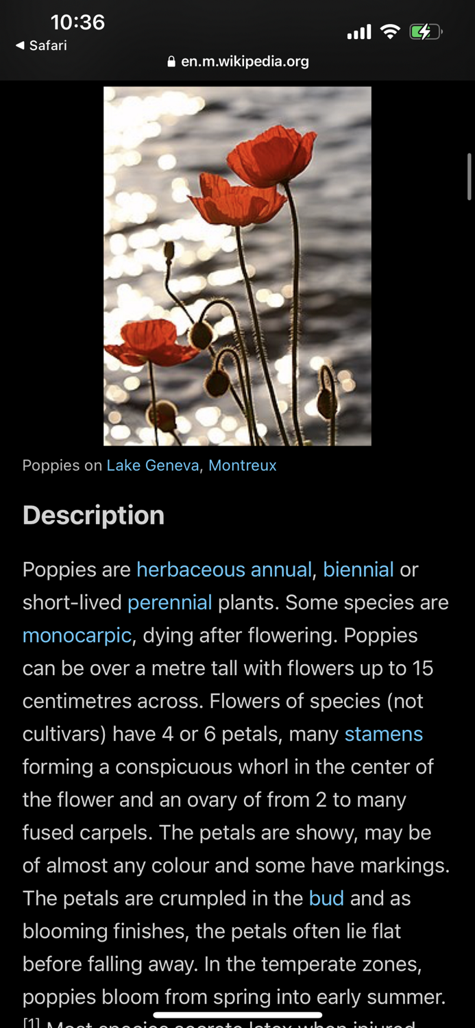 Identify Flower Plant by Photo