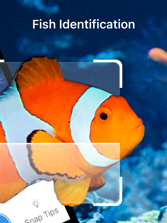 Fish Identification - Fish ID